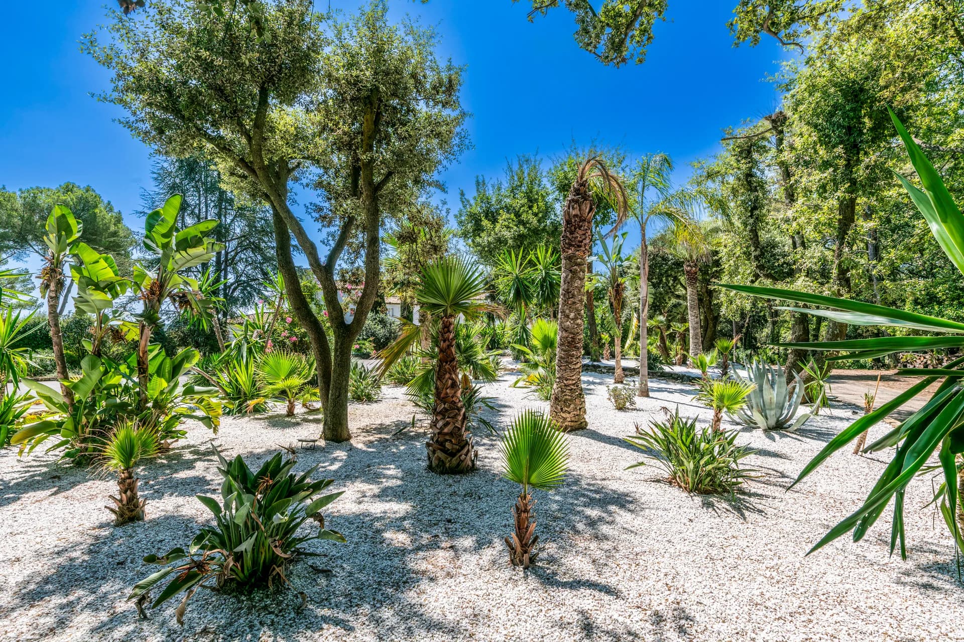 Jardin de palmiers et d’agaves sur gravier blanc
