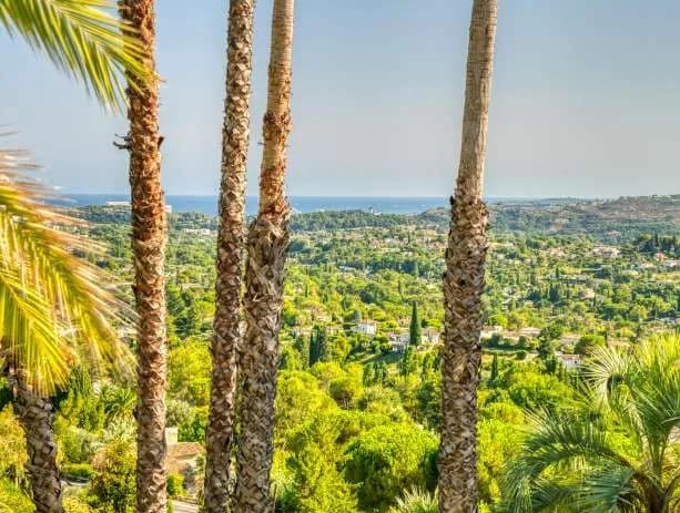 Vue sur la campagne et la mer entre les palmiers